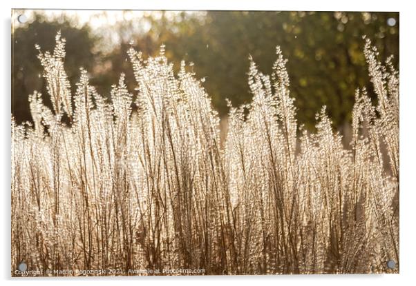 Silver Feather Grass in autumnal sunlight Acrylic by Marcin Rogozinski