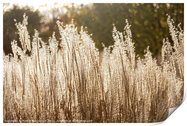 Silver Feather Grass in autumnal sunlight Print by Marcin Rogozinski
