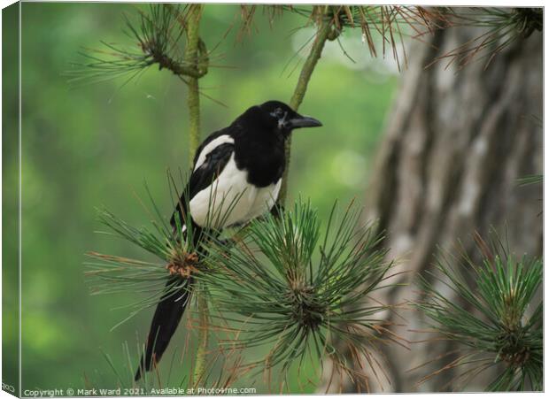 Magpie in a Pine Tree. Canvas Print by Mark Ward