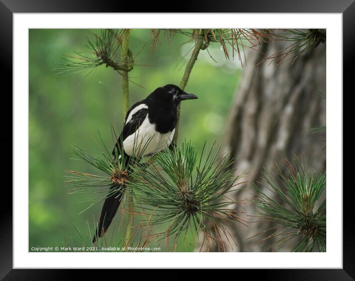 Magpie in a Pine Tree. Framed Mounted Print by Mark Ward