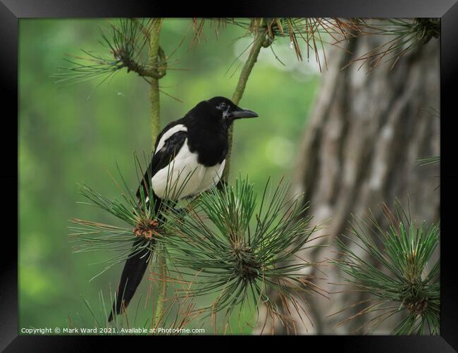 Magpie in a Pine Tree. Framed Print by Mark Ward
