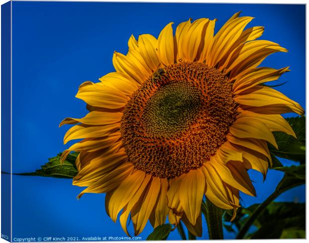 Sunflower Canvas Print by Cliff Kinch