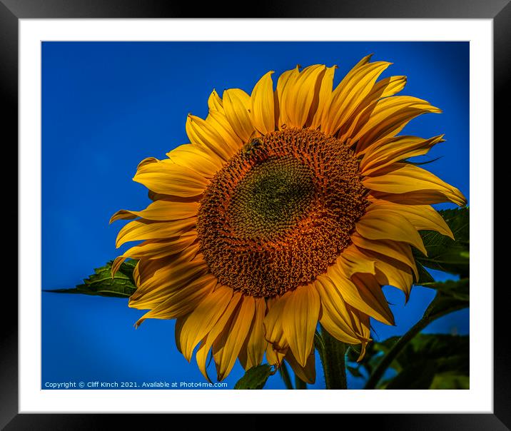 Sunflower Framed Mounted Print by Cliff Kinch