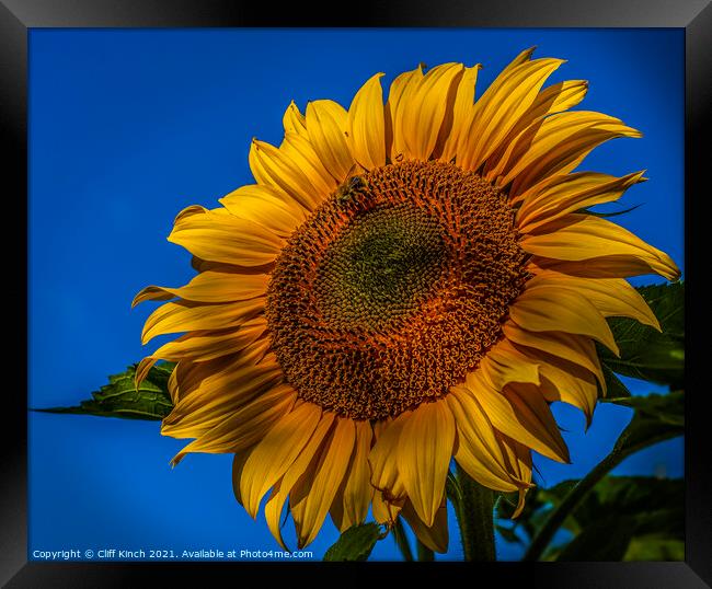 Sunflower Framed Print by Cliff Kinch