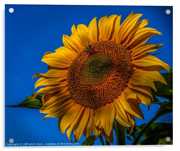 Sunflower Acrylic by Cliff Kinch
