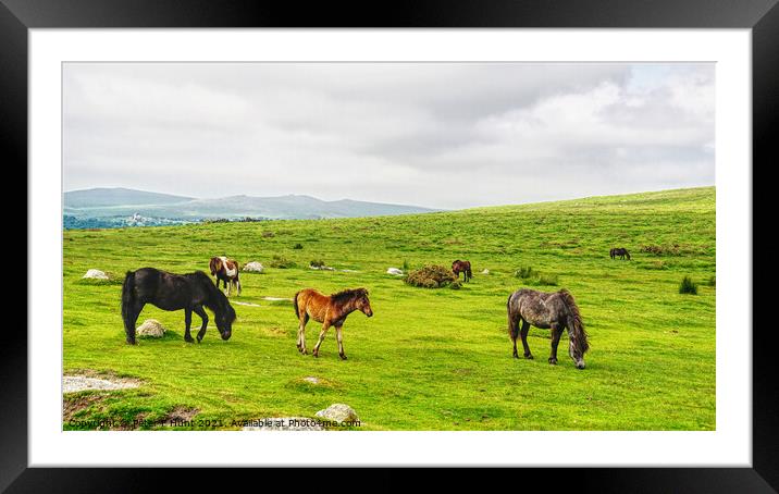 Dartmoor Ponies Framed Mounted Print by Peter F Hunt