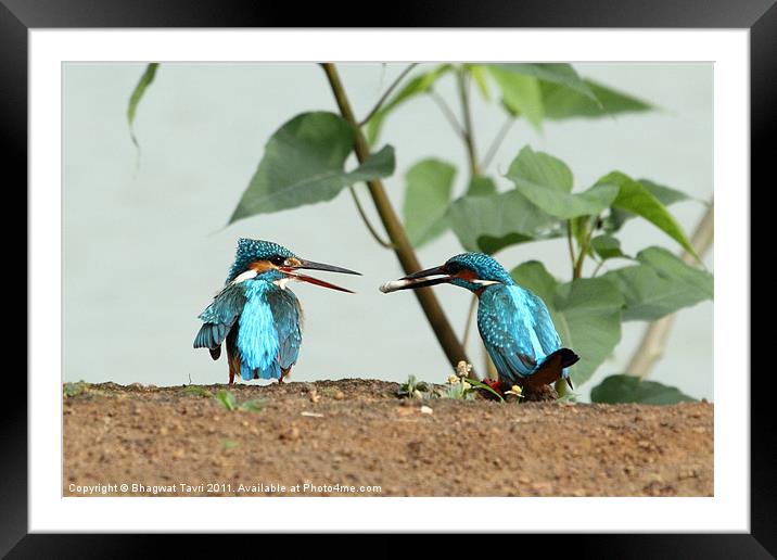 Common Kingfishers Framed Mounted Print by Bhagwat Tavri