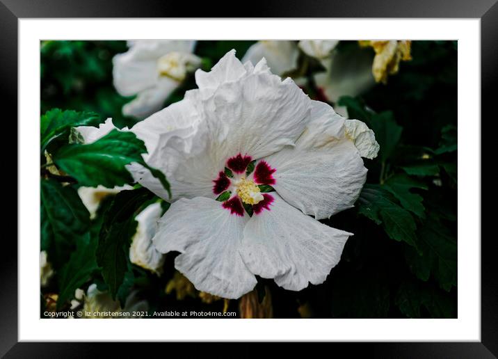 Mallow Framed Mounted Print by liz christensen