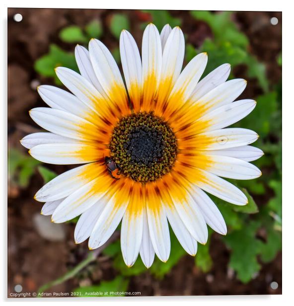 White daisy  Acrylic by Adrian Paulsen