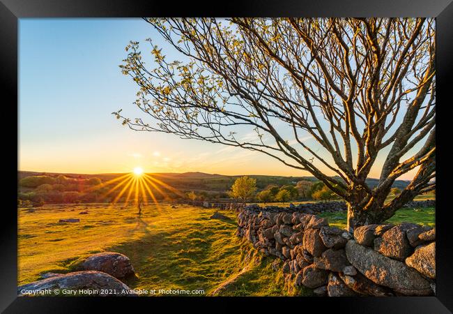 Dartmoor tree at sunset Framed Print by Gary Holpin