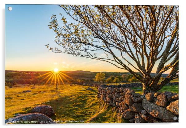 Dartmoor tree at sunset Acrylic by Gary Holpin