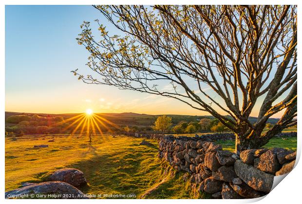 Dartmoor tree at sunset Print by Gary Holpin