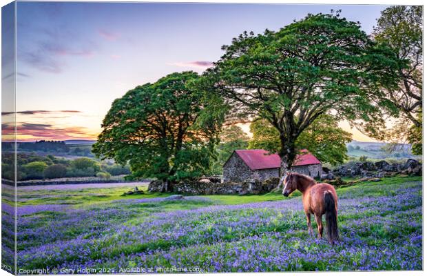 Pony in a field of English bluebells Canvas Print by Gary Holpin