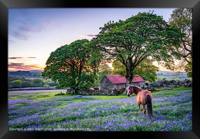 Pony in a field of English bluebells Framed Print by Gary Holpin