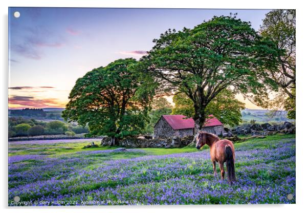 Pony in a field of English bluebells Acrylic by Gary Holpin