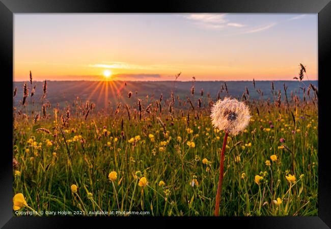 Sunset over a flower meadow Framed Print by Gary Holpin