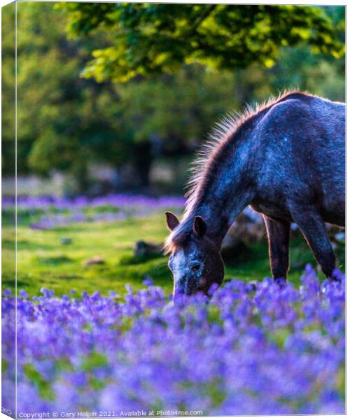 Dartmoor Pony in a bluebell field Canvas Print by Gary Holpin