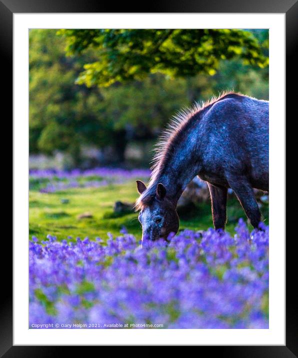 Dartmoor Pony in a bluebell field Framed Mounted Print by Gary Holpin
