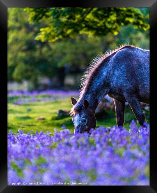 Dartmoor Pony in a bluebell field Framed Print by Gary Holpin