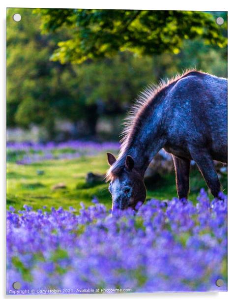 Dartmoor Pony in a bluebell field Acrylic by Gary Holpin