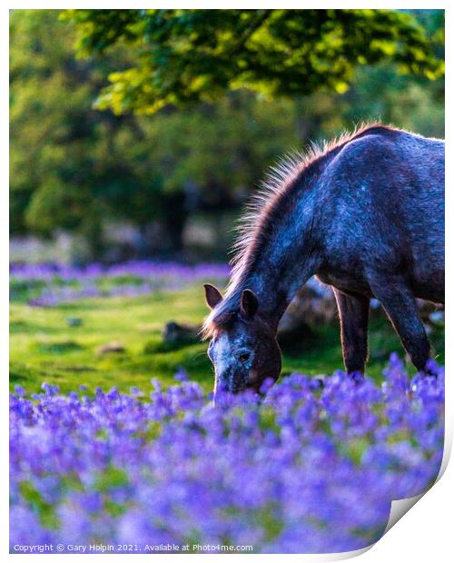 Dartmoor Pony in a bluebell field Print by Gary Holpin