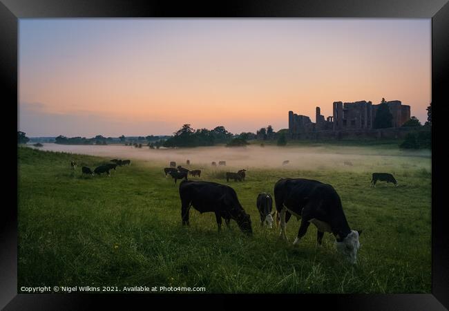 Cattle Grazing at Kenilworth Castle Framed Print by Nigel Wilkins
