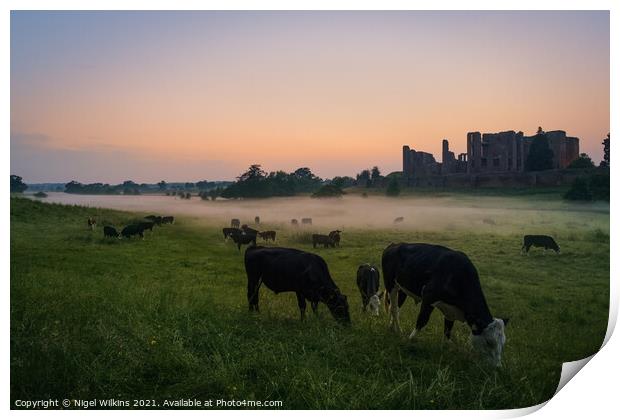 Cattle Grazing at Kenilworth Castle Print by Nigel Wilkins
