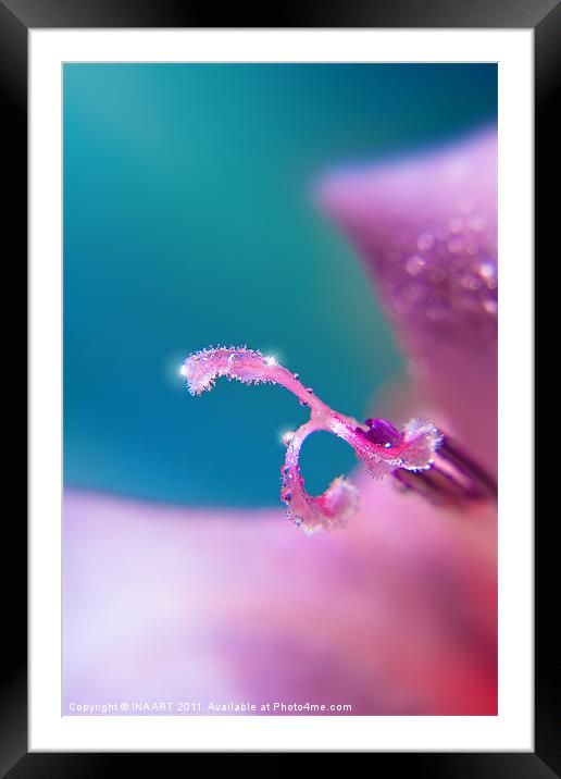 Drops of dew Framed Mounted Print by