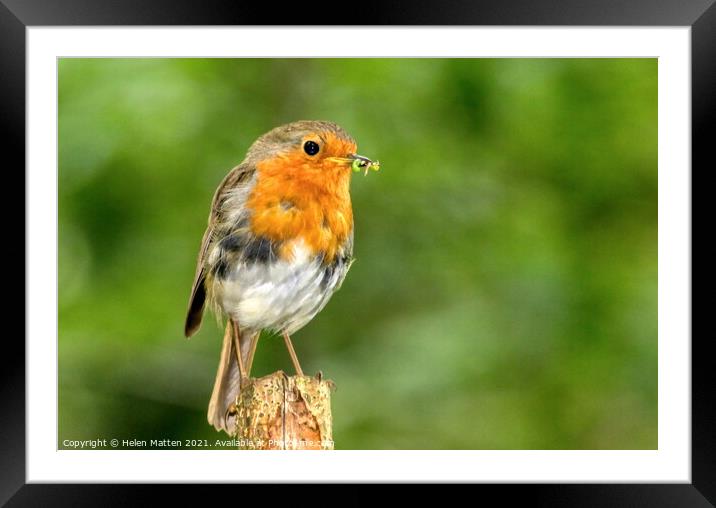 Robin with a caterpillar Framed Mounted Print by Helkoryo Photography