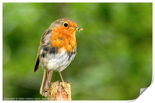Robin with a caterpillar Print by Helkoryo Photography