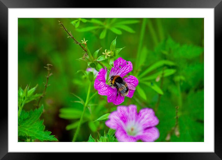 Bumble on Geranium Flower Framed Mounted Print by Craig Williams