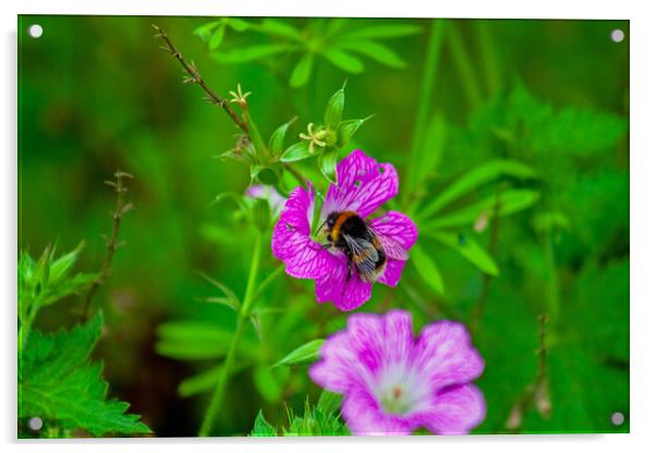 Bumble on Geranium Flower Acrylic by Craig Williams