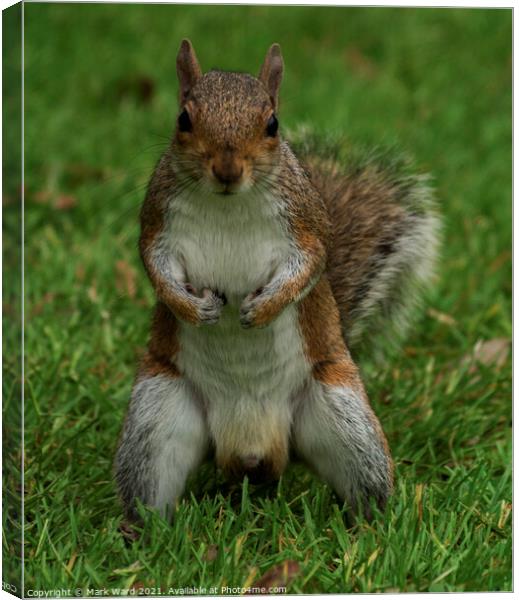 Give Me Your Nuts! Canvas Print by Mark Ward