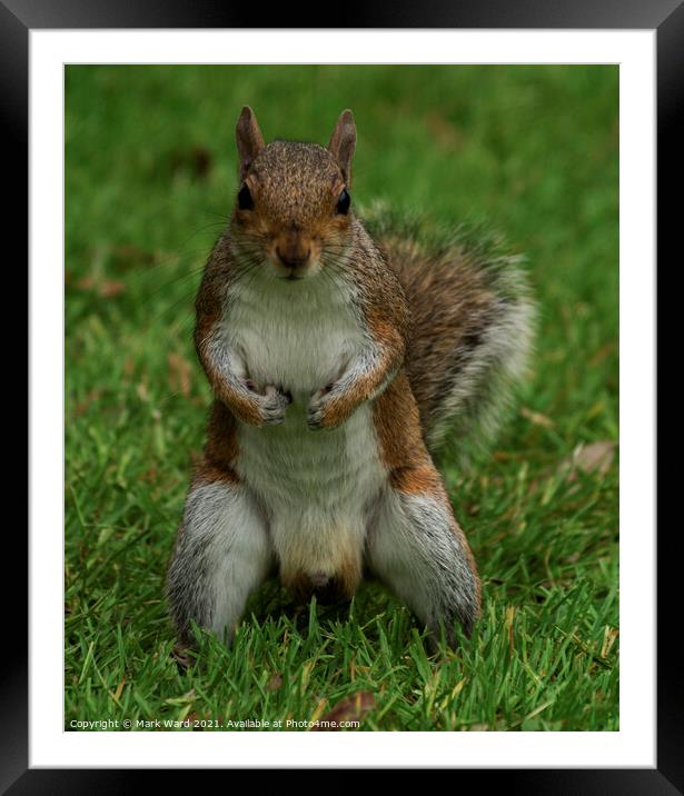 Give Me Your Nuts! Framed Mounted Print by Mark Ward