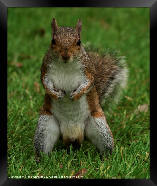 Give Me Your Nuts! Framed Print by Mark Ward