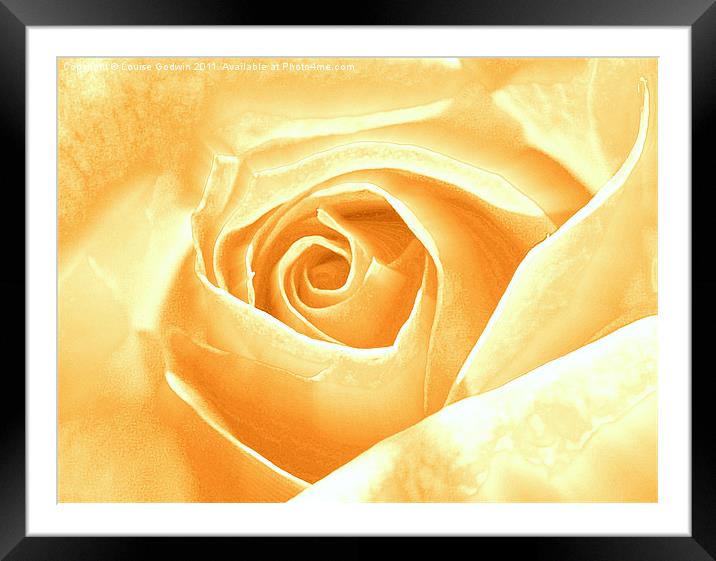 Creme Rose Framed Mounted Print by Louise Godwin