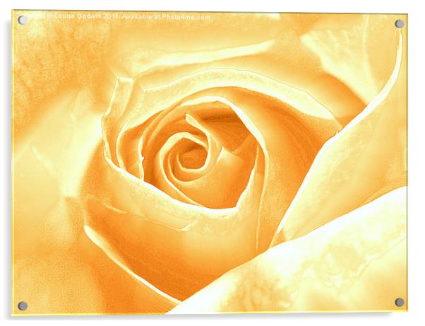 Creme Rose Acrylic by Louise Godwin
