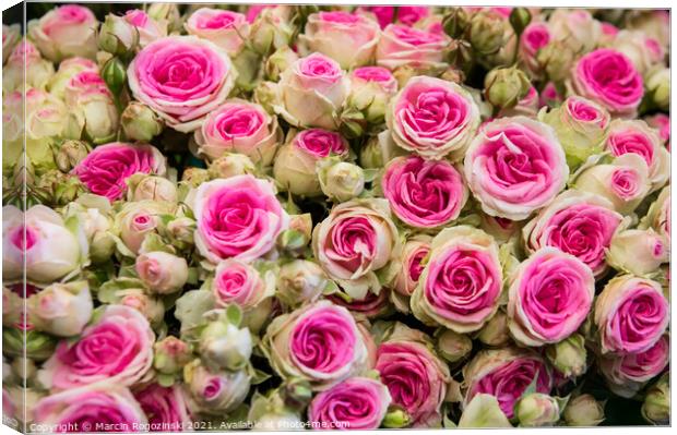 Bouquet of beautiful white and pink bicolor roses Canvas Print by Marcin Rogozinski