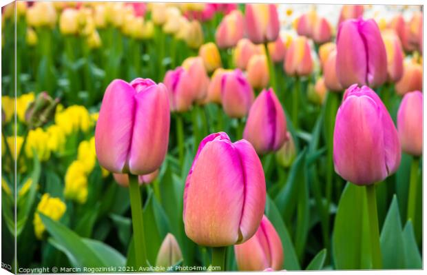 Pink and yellow tulips growing on flowerbed Canvas Print by Marcin Rogozinski