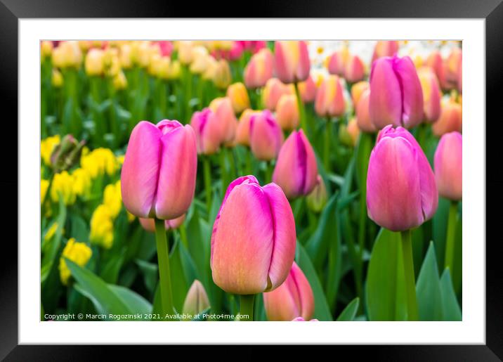 Pink and yellow tulips growing on flowerbed Framed Mounted Print by Marcin Rogozinski