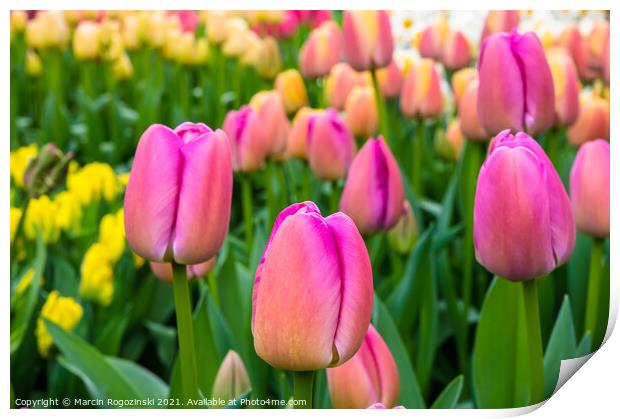 Pink and yellow tulips growing on flowerbed Print by Marcin Rogozinski