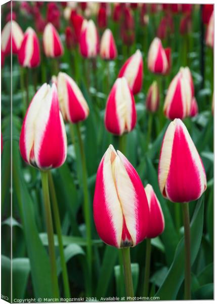 White and red bicolor tulips Canvas Print by Marcin Rogozinski