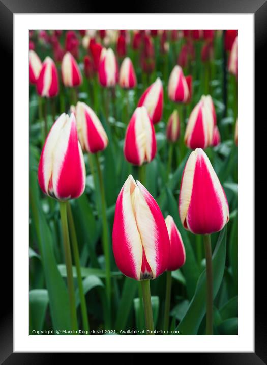 White and red bicolor tulips Framed Mounted Print by Marcin Rogozinski