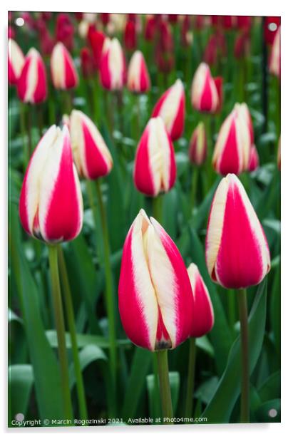 White and red bicolor tulips Acrylic by Marcin Rogozinski