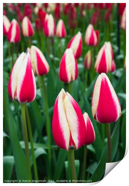 White and red bicolor tulips Print by Marcin Rogozinski