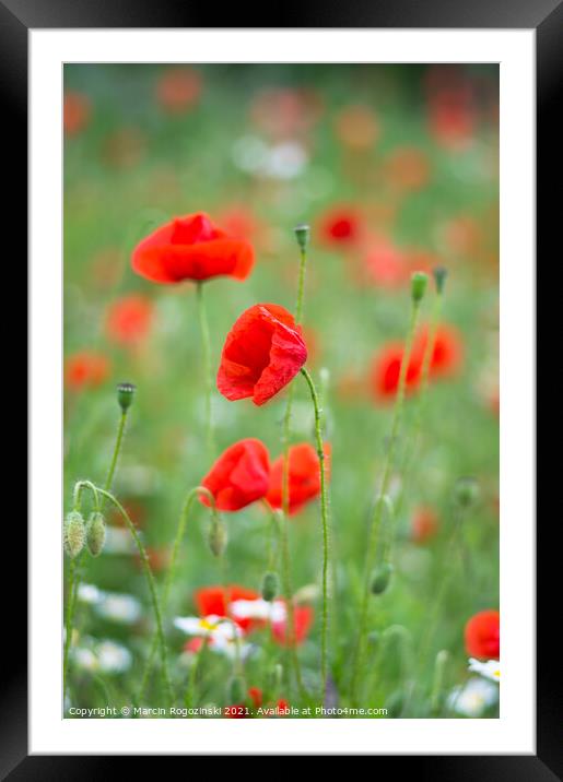 Meadow with wild red poppies Framed Mounted Print by Marcin Rogozinski