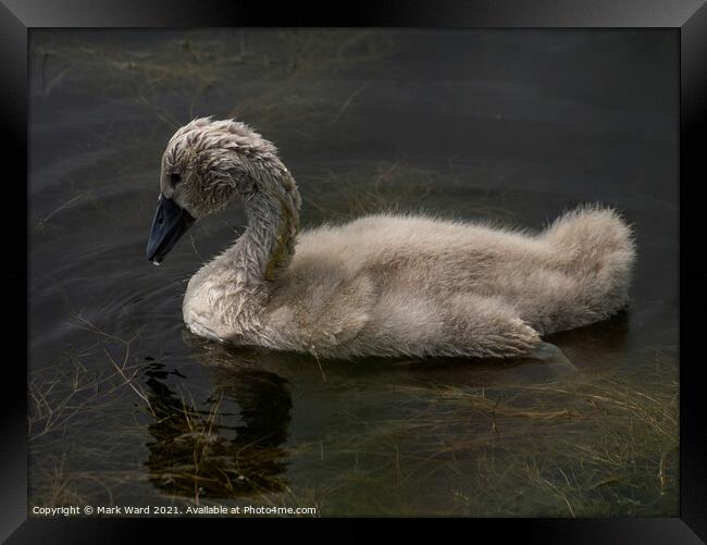 Cygnet Learning to Forage in the Weed. Framed Print by Mark Ward