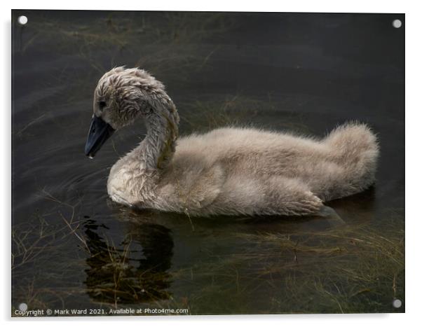 Cygnet Learning to Forage in the Weed. Acrylic by Mark Ward