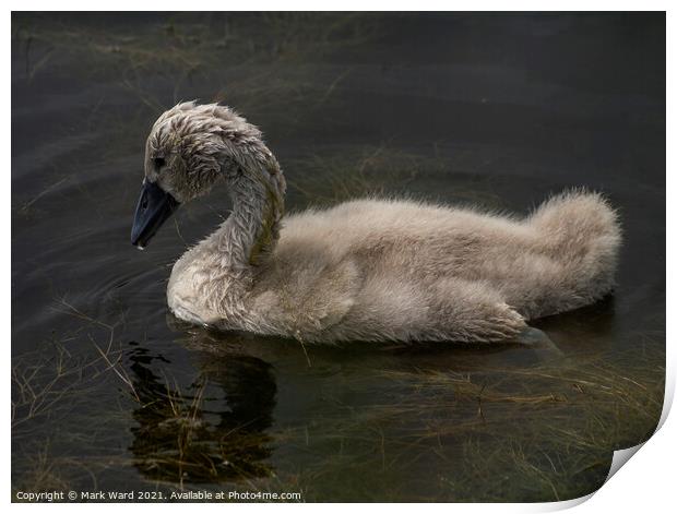 Cygnet Learning to Forage in the Weed. Print by Mark Ward