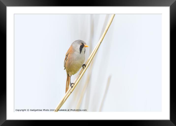 Male Bearded Reedling Framed Mounted Print by GadgetGaz Photo